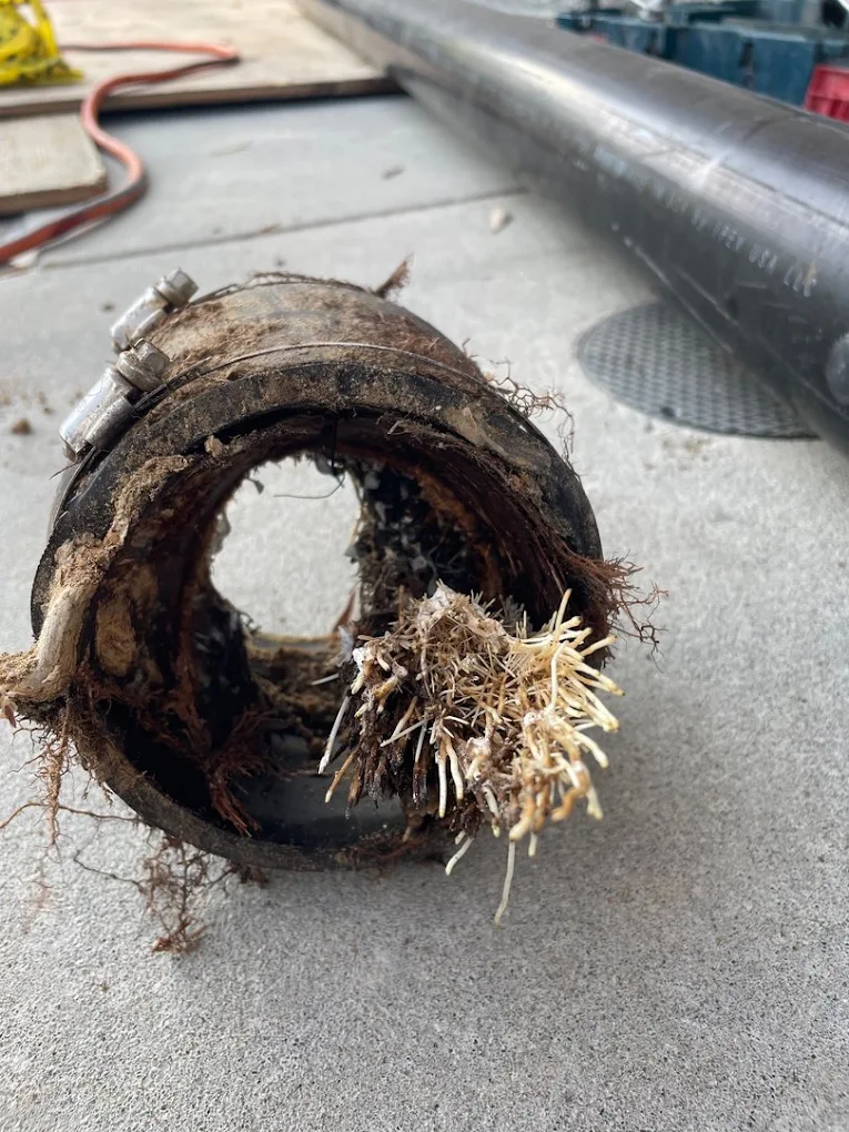 Tree roots growing inside a damaged sewer pipe