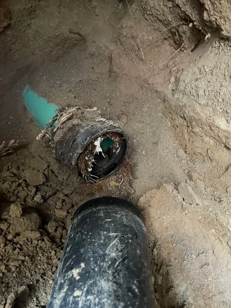 Excavated underground sewer pipe connection with visible root intrusion and separated pipe sections.